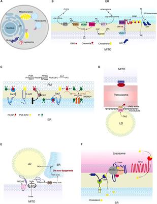 Lipid Metabolism at Membrane Contacts: Dynamics and Functions Beyond Lipid Homeostasis